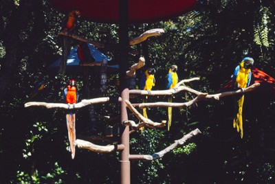 Parrot Jungle in Miami, Florida