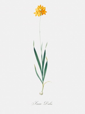 Yellow Corn Flower - Classic Black & White Print On A Wall