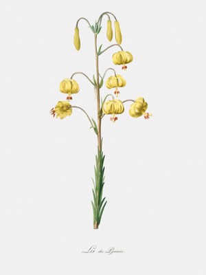 Yellow Turk's Cap Lily - Classic Black & White Print