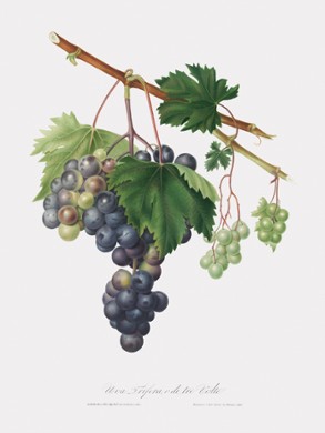 Grape Canvas Art 