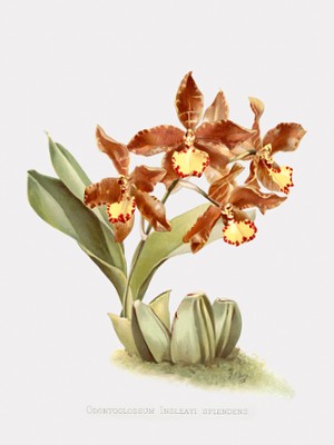 Rossioglossu Orchid Art