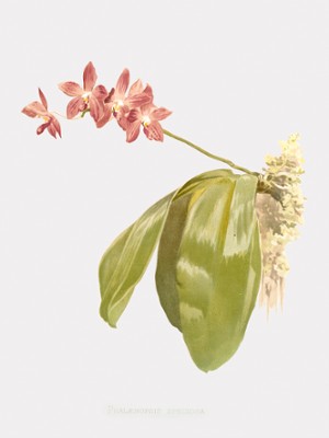 Phalaenopsis Speciosa - The Beautiful Phalaenopsis - Classic Black & White Print On A Wall