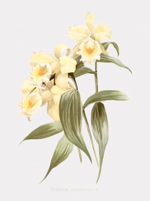 Sobralia Orchid Art