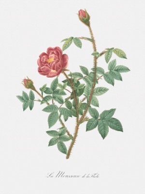 Anemone-Flowered Rose Muscosa - Rosa Muscosa Anemone-Flora - Classic Black & White Print