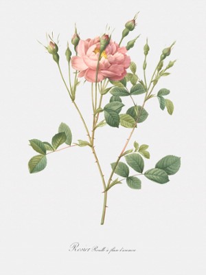 Anemone-Flowered Sweetbriar Rose - Rosa Rubiginosa Anemone-Flora - Classic Black & White Print On A Wall