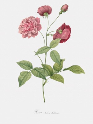 Animating China Rose - Rosa Indica Dichotoma - Classic Black & White Print On A Wall