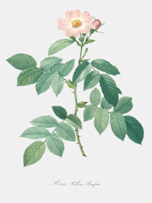 Apple Rose - Rosa Villosa Pomifera - Classic Black & White Print In The Living Room