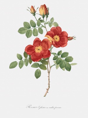Austrian Copper Rose - Rosa Eglanteria Var. Punicea - Classic Black & White Print In The Living Room