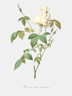 Bengal Rose with White Flowers - Rosa Indica Subalba - Classic Black & White Print On A Wall