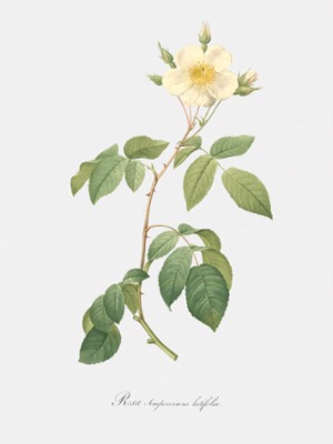 Big-Leaved Climbing Rose - Rosa Sempervirens Latifolia