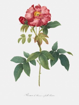 Bluish-Leaved Provins Rose - Rosa Gallica Caerulea - Classic Black & White Print On A Wall
