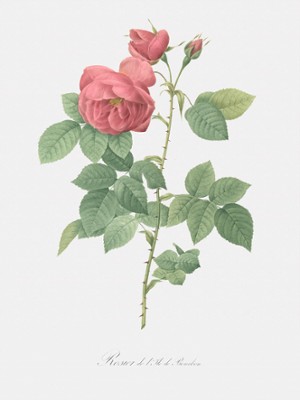 Bourbon Rose - Rosa Canina Burboniana - Classic Black & White Print On A Wall