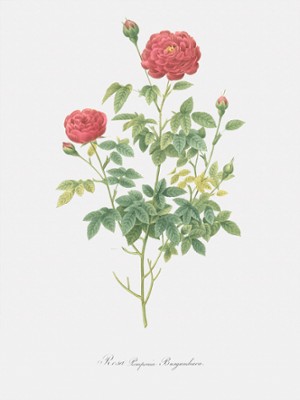 Burgundy Cabbage Rose - Rosa Pomponia Burgundiaca - Classic Black & White Print In The Living Room
