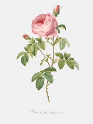 Cabbage Rose - Rosa Centifolia Burgundiaca - Classic Black & White Print In The Living Room