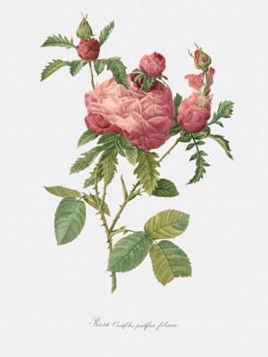 Cabbage Rose Bloom - Rosa Centifolia Prolifera Foliacea