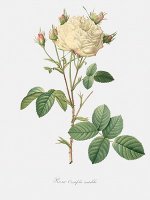 Cabbage Rose White Provence - Rosa Centifolia Mutabilis - Classic Black & White Print On A Wall