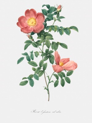 Cherry Rosehip - Rosa Eglanteria Sub Rubra - Classic Black & White Print On A Wall