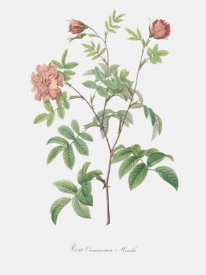 Cinnamon Rose - Rosa Cinnamomea Maialis - Classic Black & White Print