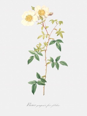 Climbing Rose with Globose Fruit - Rosa Semper-Virens Globosa - Classic Black & White Print On A Wall