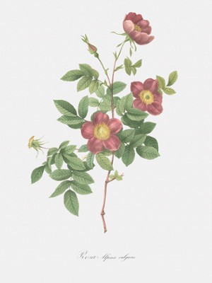 Common Alpine Rose Garden - Rosa Alpina Vulgaris - Classic Black & White Print On A Wall