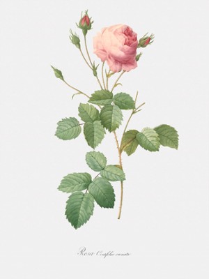 Crenate-Leaved Cabbage Rose - Rosa Centifolia Crenata - Classic Black & White Print On A Wall