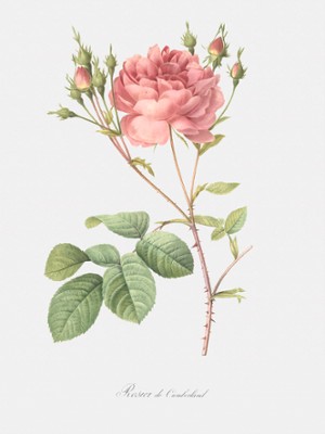 Cumberland Rose - Rosa Centifolia Anglica Rubra
