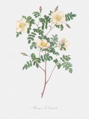 De Candolle's White Rose - Rosa Candolleana Elegans