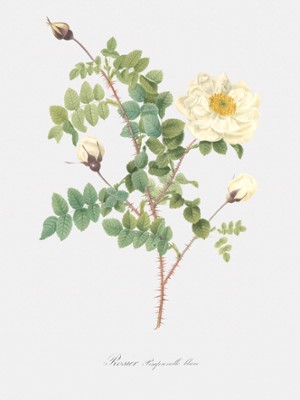 Double White Burnet Rose with White and Yellow Flowers - Rosa Pimpinellifolia Alba Flore Multiplici - Classic Black & White Print On A Wall