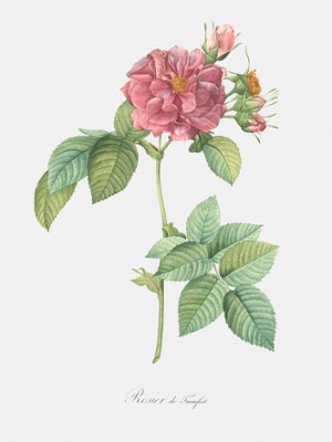 Frankfort Rose - Rosa Turbinata