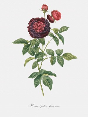 Guerin's Rose - Rosa Gallica Gueriniana - Classic Black & White Print In The Living Room