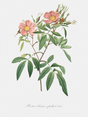 Hudson Rose with Willow Leaves - Rosa Hudsoniana Salicifolia - Classic Black & White Print In The Living Room