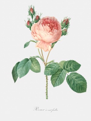 Hundred Leaves Rose - Rosa Centifolia - Classic Black & White Print