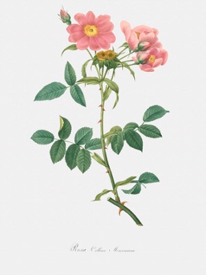 Lady Monson's Rose - Rosa Collina Monsoniana