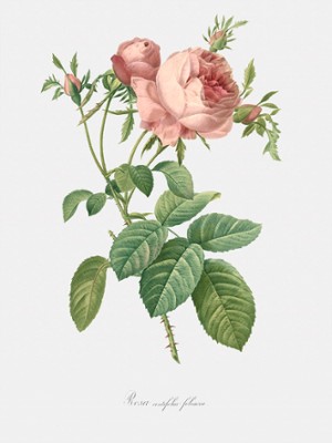 Leafy Cabbage Rose - Rosa Centifolia Foliacea - Classic Black & White Print On A Wall