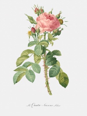Lelieur's Four Seasons Rose - Rosa Bifera Macrocarpa