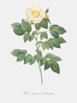 Leschenault's Rose with White Flowers - Rosa Sempervirens Leschenaultiana - Classic Black & White Print On A Wall