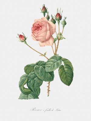 Lettuce-Leaved Rose - Rosa Centifolia Bullata - Classic Black & White Print