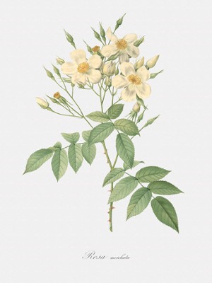 Musk Rose - Rosa Moschata - Classic Black & White Print In The Living Room