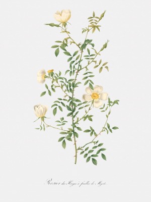 Myrtle-Leaved Hedge Rose - Rosa Sepium Myrti Folia - Classic Black & White Print