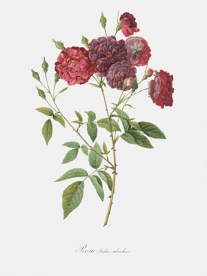 Near-Violet China Rose - Rosa Indica Subviolacea