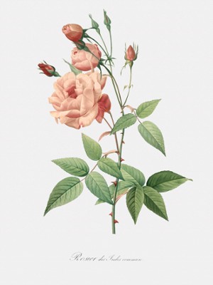 Old Blush Rose - Rosa Indica Vulgaris