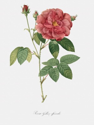 Old Red Damask Rose - Rosa Gallica Officinalis