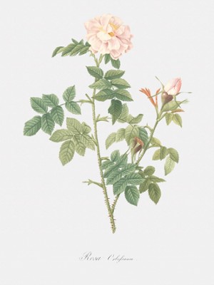 Orbessan Rose - Rosa Orbessanea