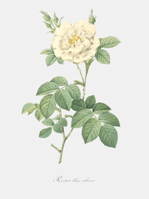 Ordinary White Rose - Rosa Alba Flore Pleno - Classic Black & White Print