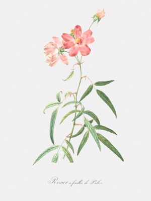 Peach-Leafed Rose - Rosa Longifolia - Classic Black & White Print