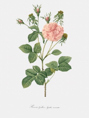 Pink Agatha - Rosa Gallica Agatha Incarnata
