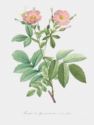 Pink Alpine Rose - Rosa Alpina Laevis - Classic Black & White Print