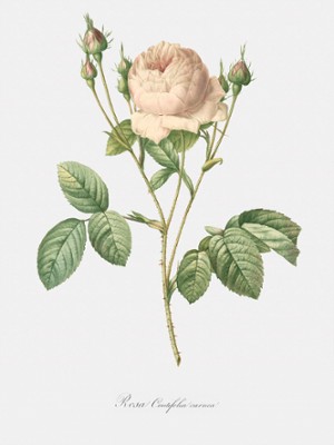 Pink Rose - Rosa Centifolia Carnea - Classic Black & White Print On A Wall