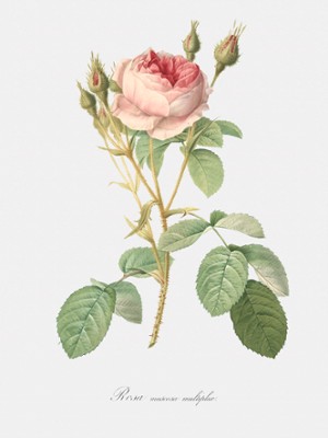Pink Rose - Rosa Muscosa Multiplex