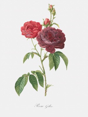 Purple French Rose - Rosa Gallica Purpuroviolacea Magna - Classic Black & White Print In The Living Room